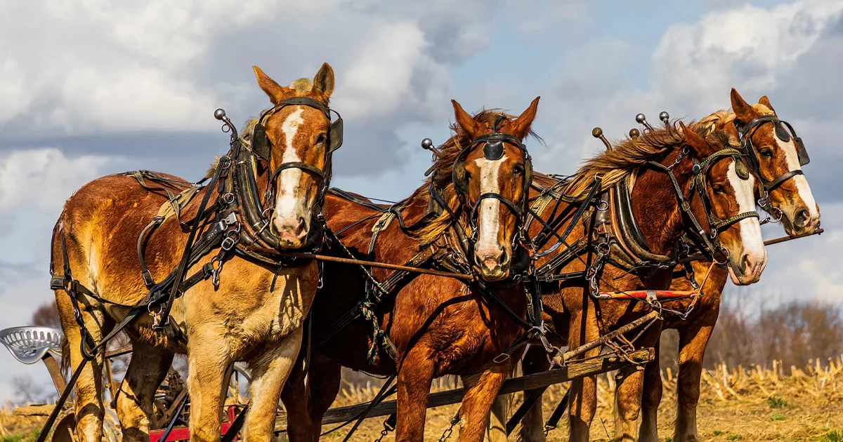 Vier Pferde vor einem Sitzpflug gespannt. Das Leben der Amish scheint antiquierter als es in Wirklichkeit ist. © Envato