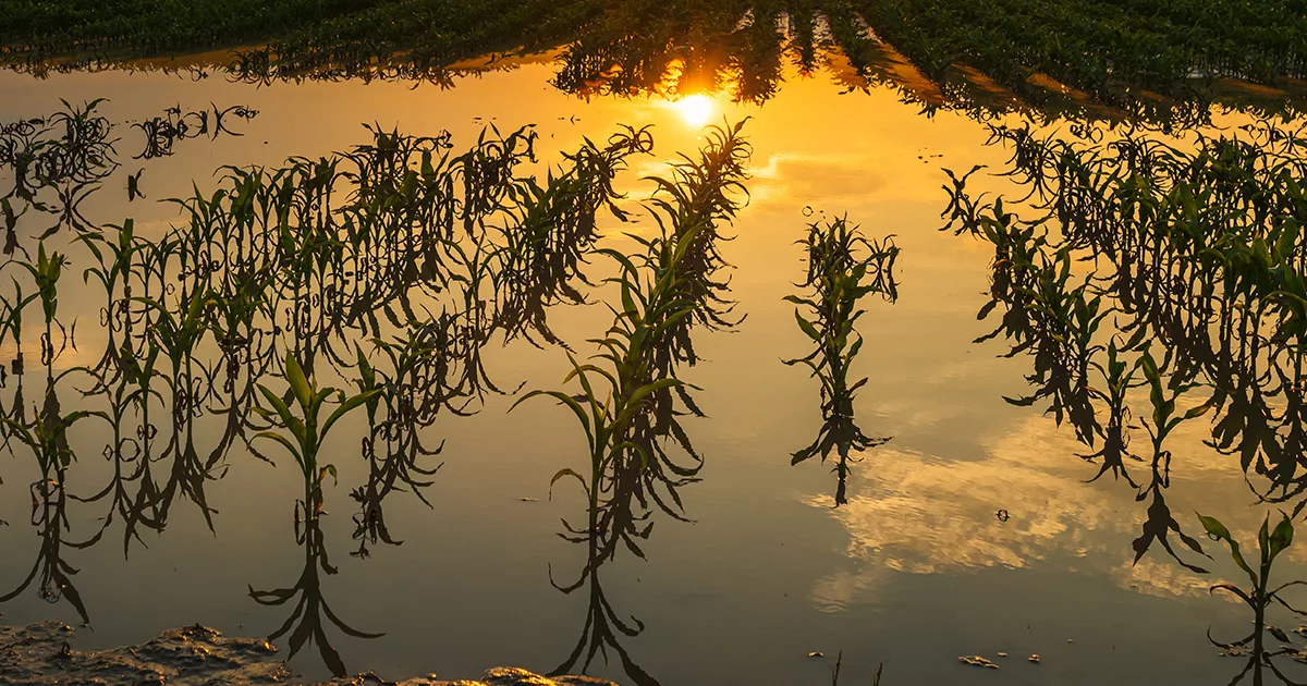 Überflutetes Maisfeld. ©Envato