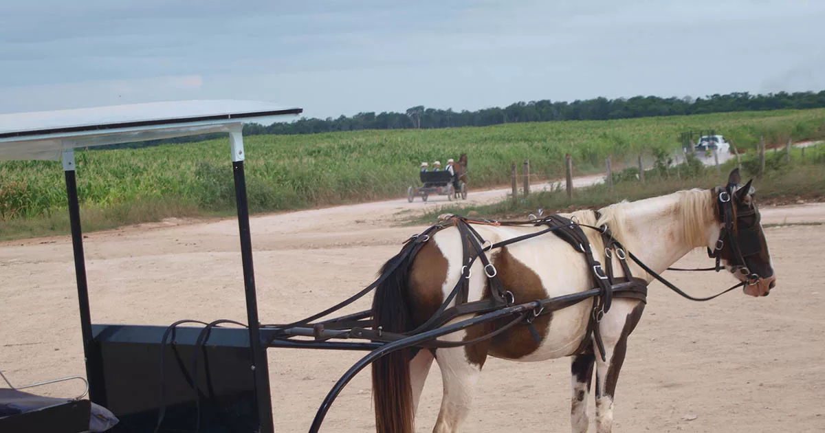 Mennonitischer Pferdewagen in Mexiko. ©Horst Martens